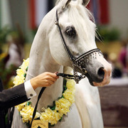 Imperial Baarez - Imperial Baarez
Reserve Champion Stallion owned by El Farida Stud