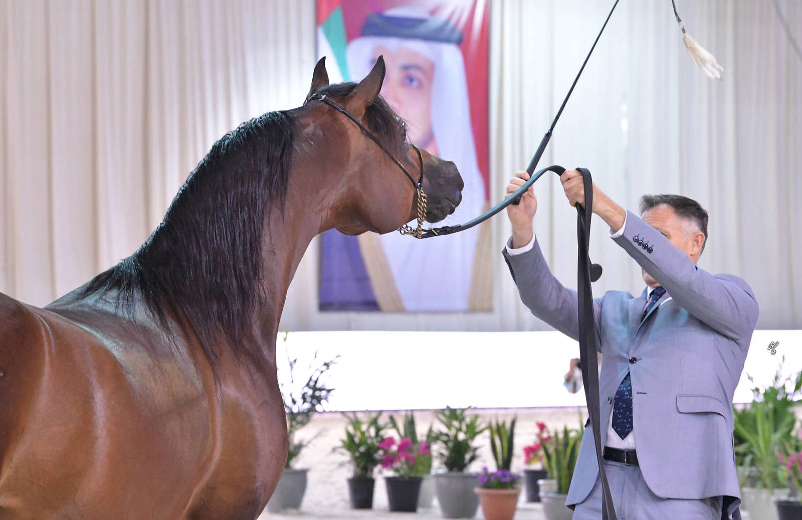 Stallions 4 Years and Older: Shaker  Al Haitham 