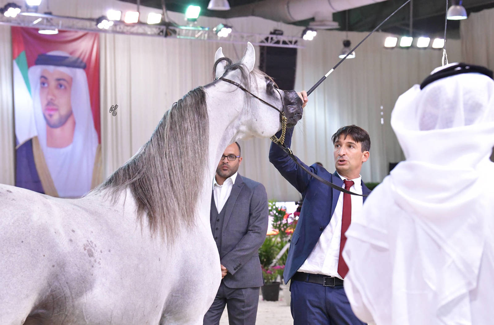 Stallions 4 Years and Older: Saad Al Aalya