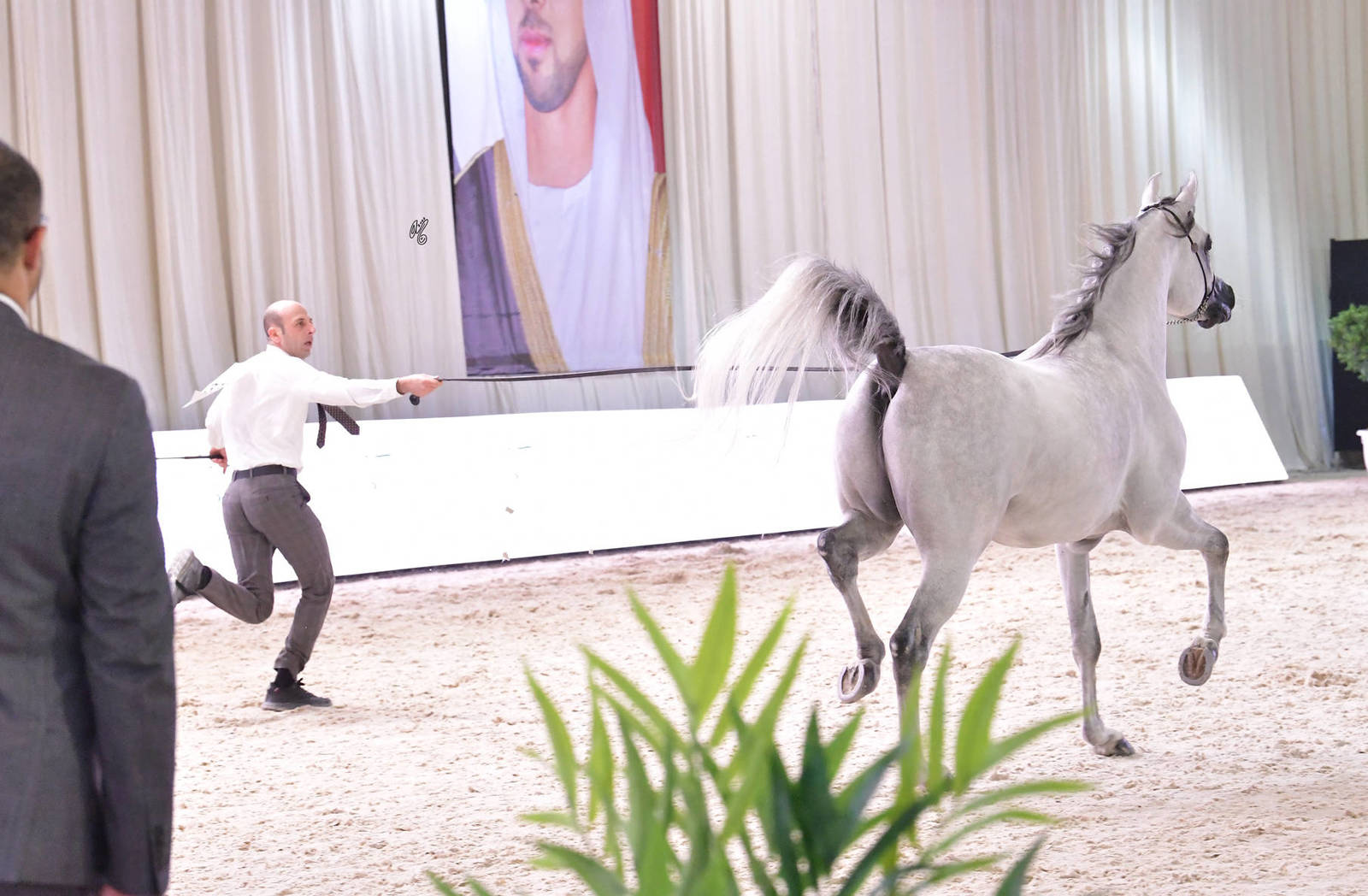 Stallions 4 Years and Older: Fakhr Albateen