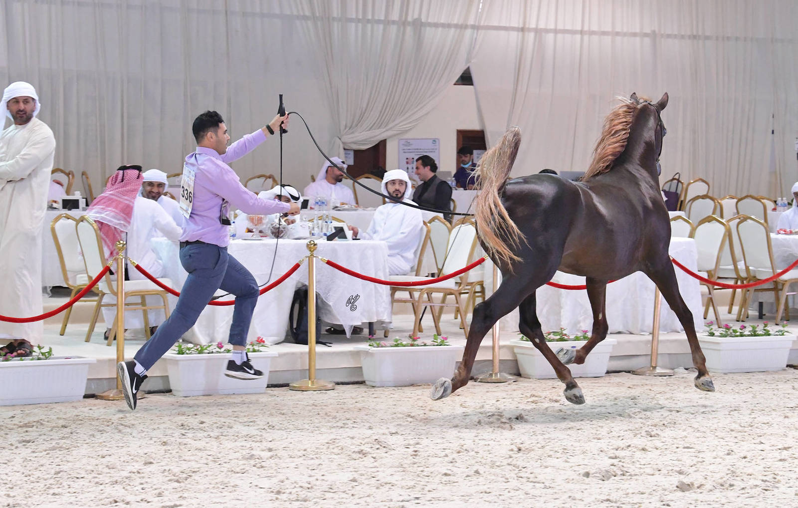 Stallions 4 Years and Older: Taj Alseiar