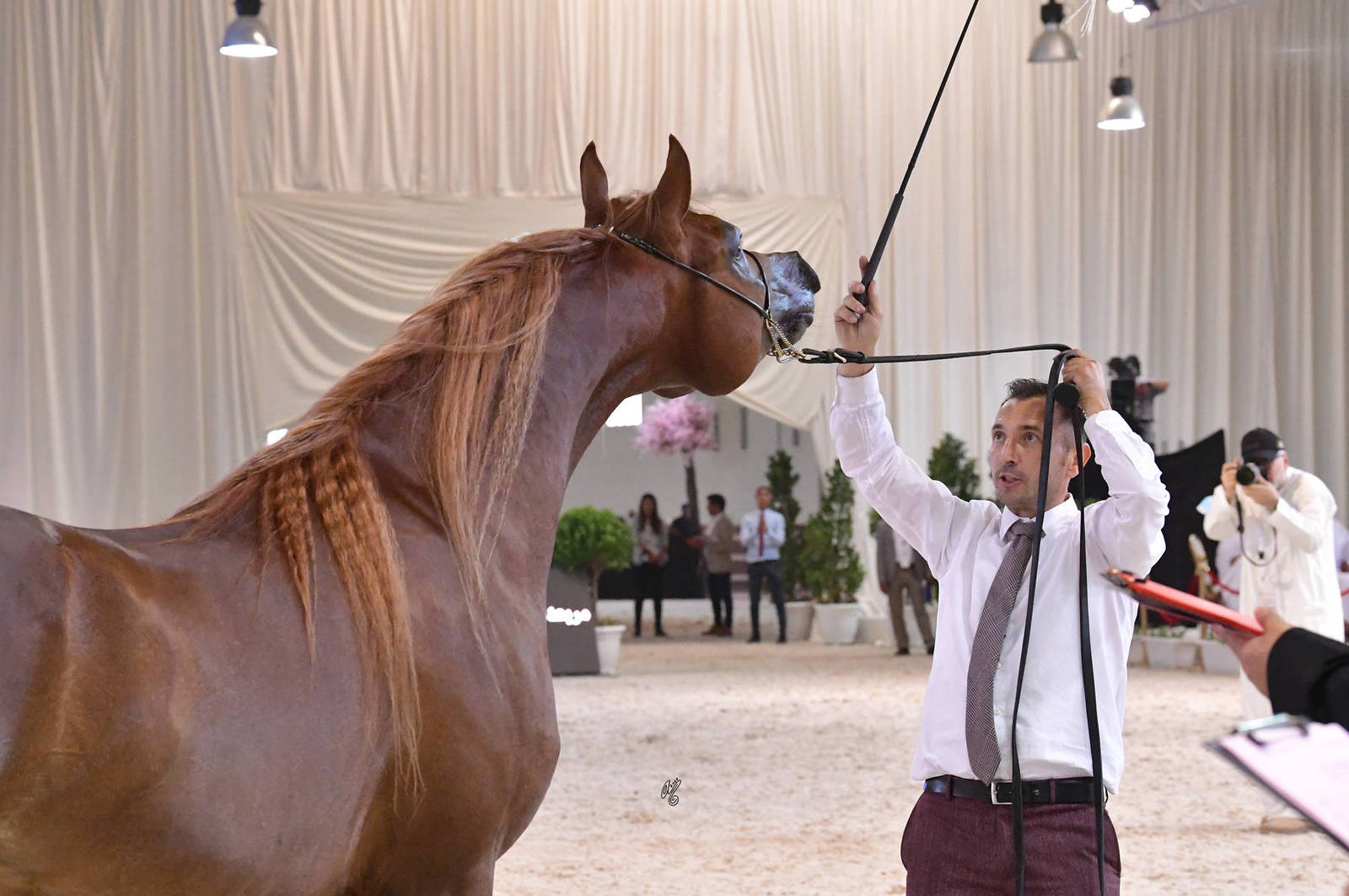 Stallions 4 Years and Older: Jameel Al Meydan