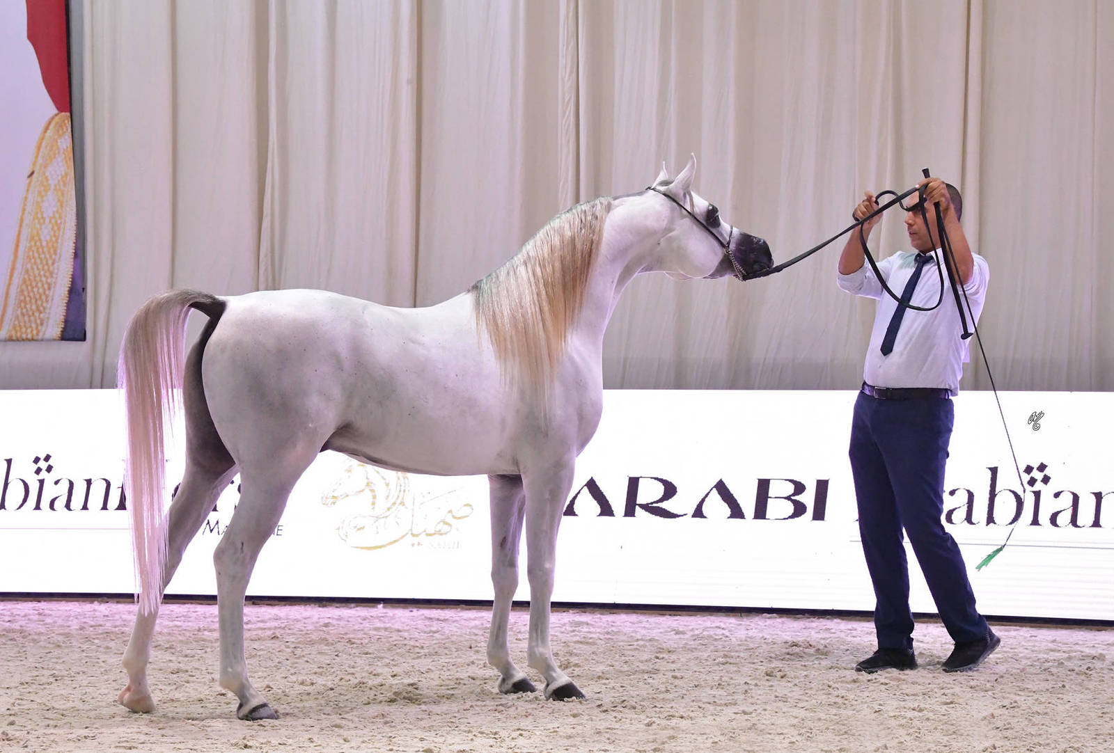 Stallions 4 Years and Older: ATS Sarab 