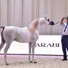 Stallions 4 Years and Older: ATS Sarab 