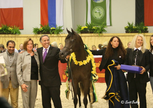 FS Magnum's Madonna - FS Magnum's Madonna
Jr. Champion Mare - bred by Strydom Stud, SA