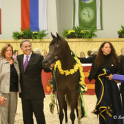 FS Magnum's Madonna - FS Magnum's Madonna
Jr. Champion Mare - bred by Strydom Stud, SA