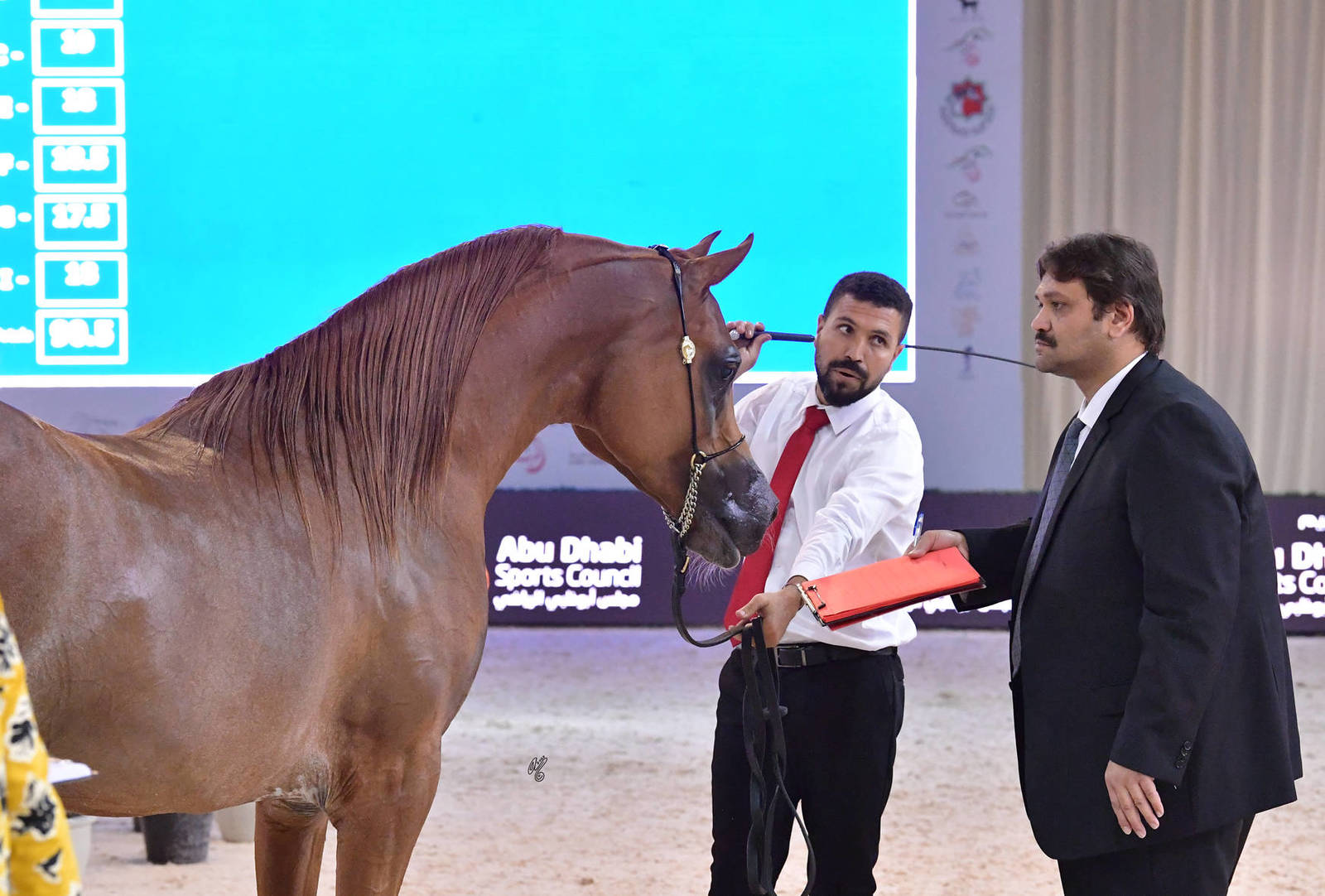 Stallions 4 Years and Older: Nsnaas 