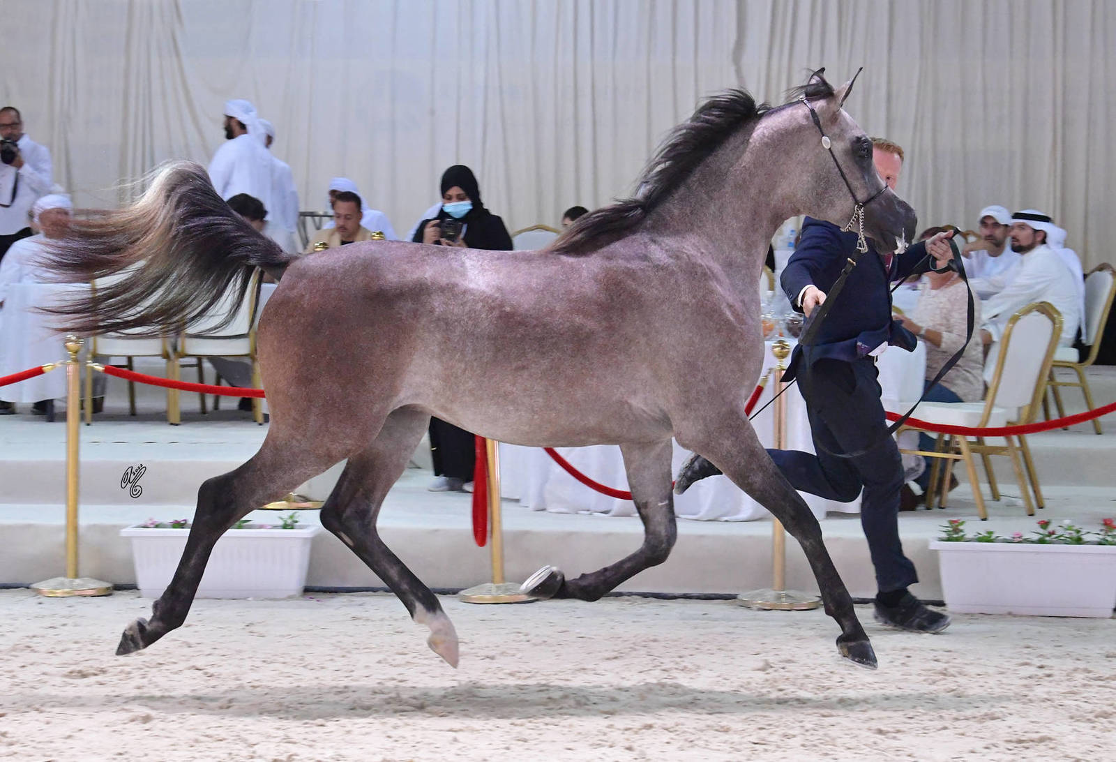 Colts 2 Years: Mansi Al Noor 