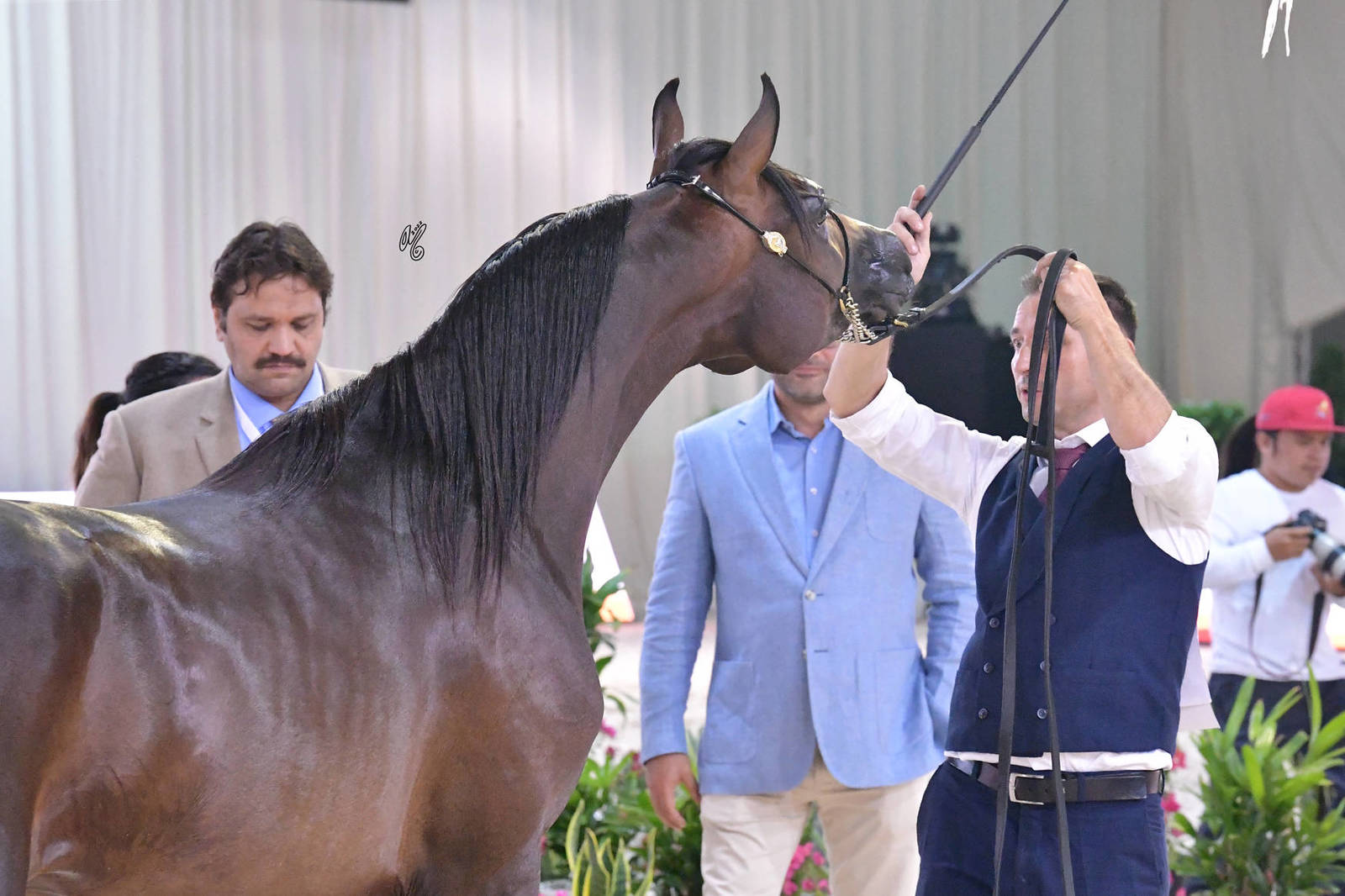 Colts 2 Years: Alfredo Pearl 