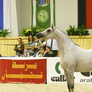 AHBA Myra - AHBA Myra
Reserve Champion Mare