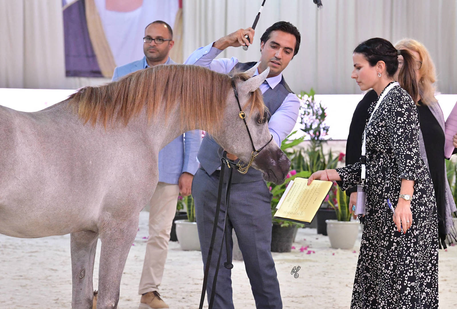 Yearling Colt: Fahad YAS