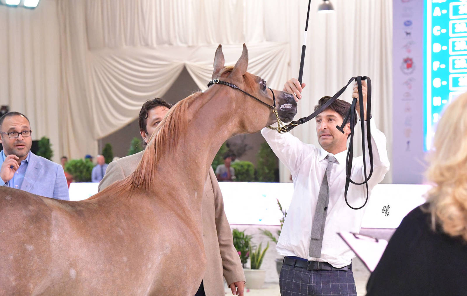 Yearling Colt: FAM Ellegido