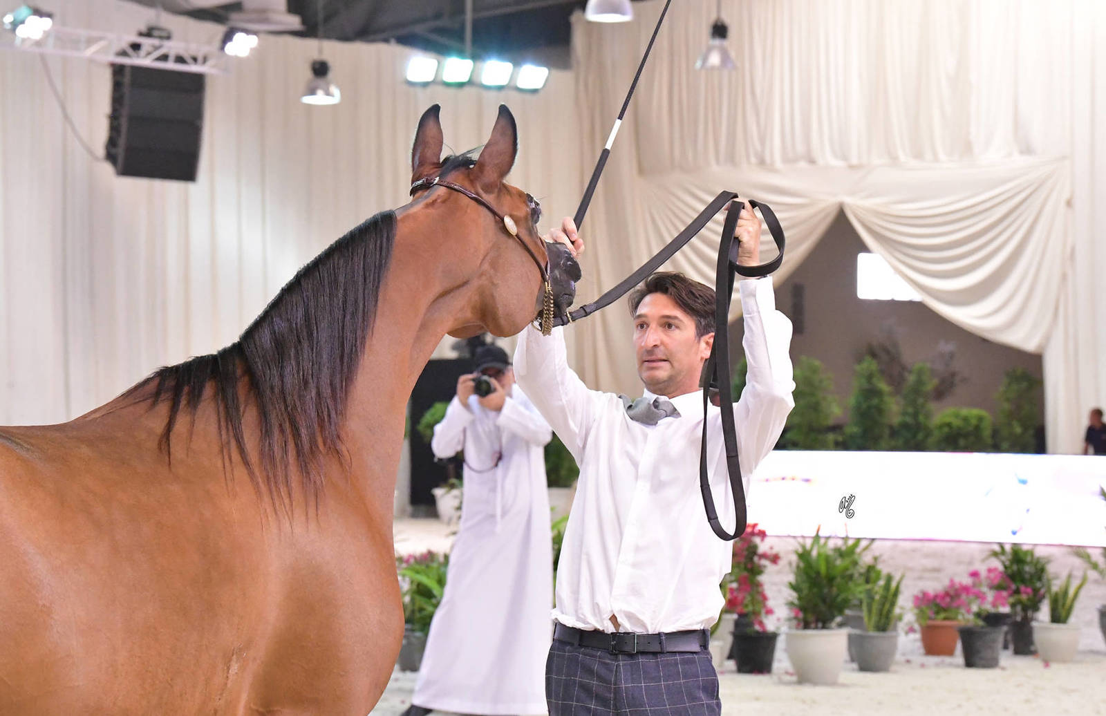 Mares 4 Years and Older: Thrwat Al Khamis 