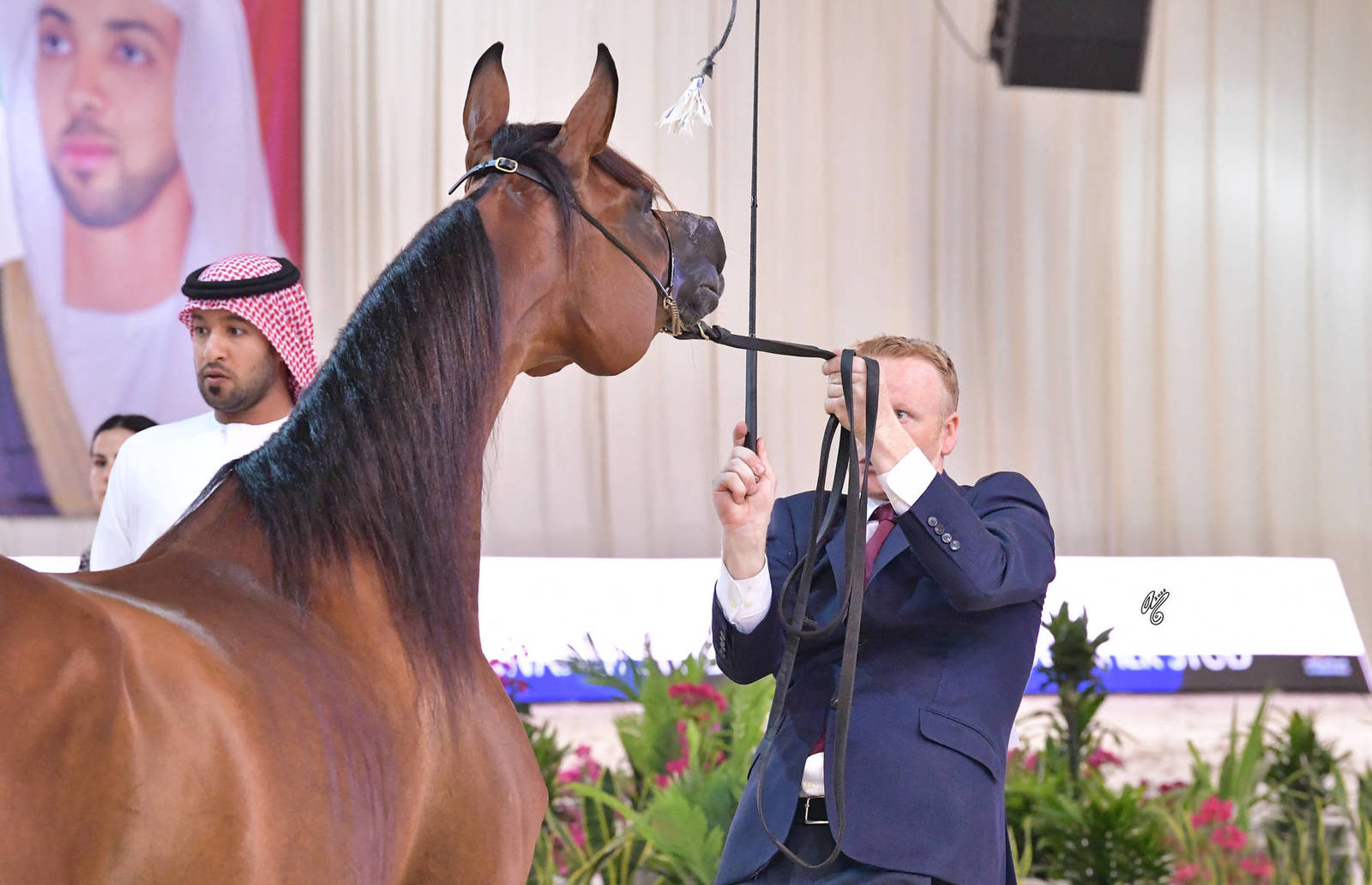 Mares 4 Years and Older: Muniat Babel