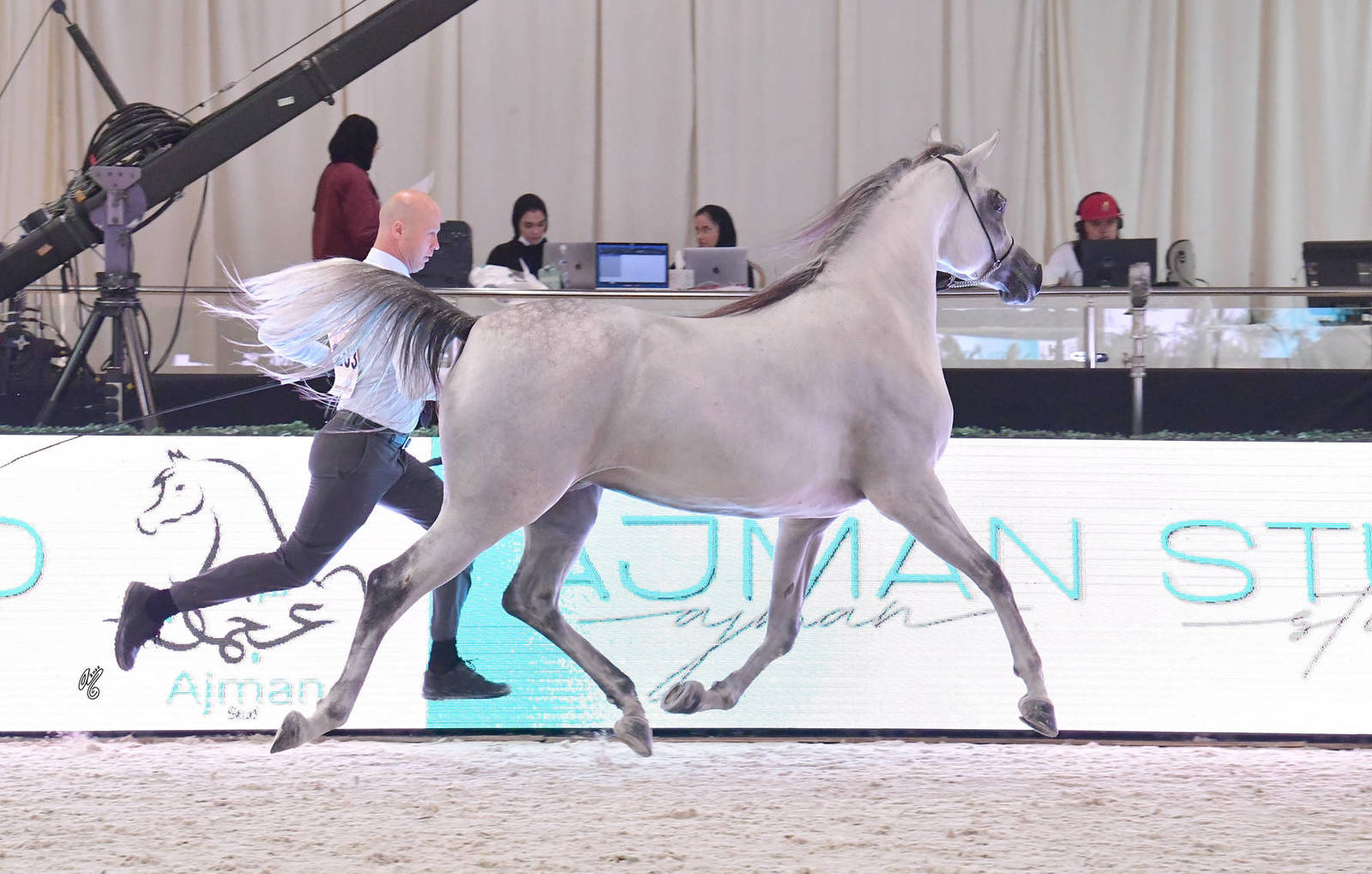 Mares 4 Years and Older: Maymoona Babel 