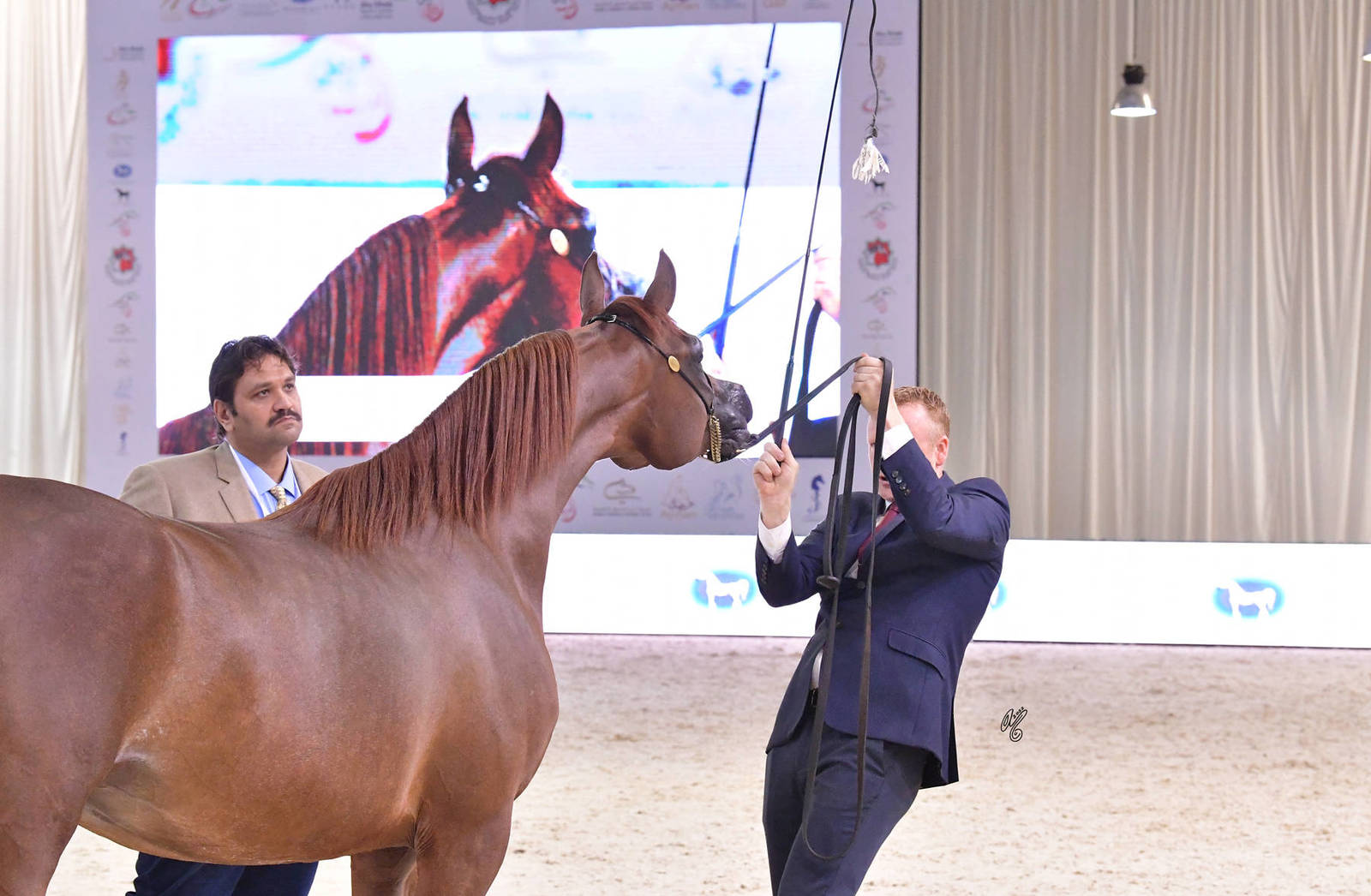 Mares 4 Years and Older: Muhja Al Noor 