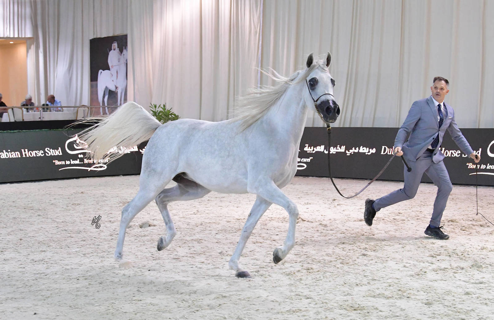 Fillies 3 Years: A.H. Mayasah