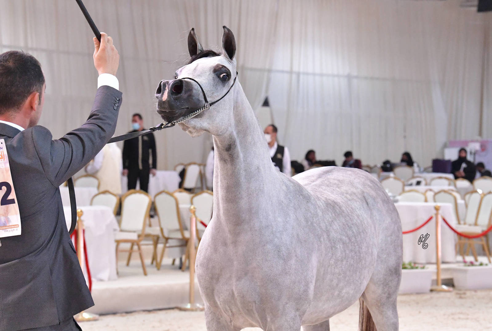 Fillies 3 Years: Shamoukh Albateen