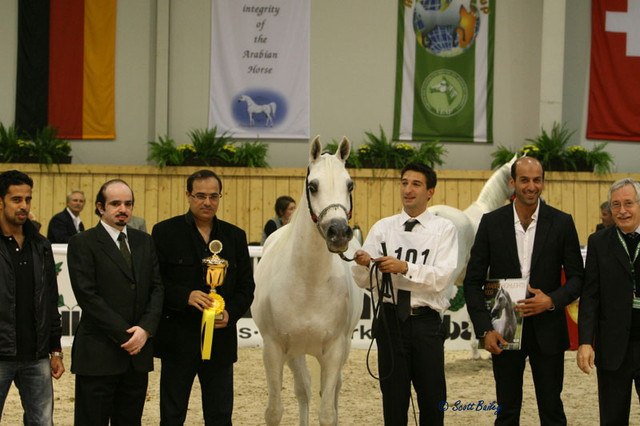 Martinique - Martinique
Champion Mare 7-10 years old, owned by Dubai Stud