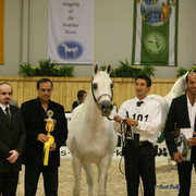 Martinique - Martinique
Champion Mare 7-10 years old, owned by Dubai Stud