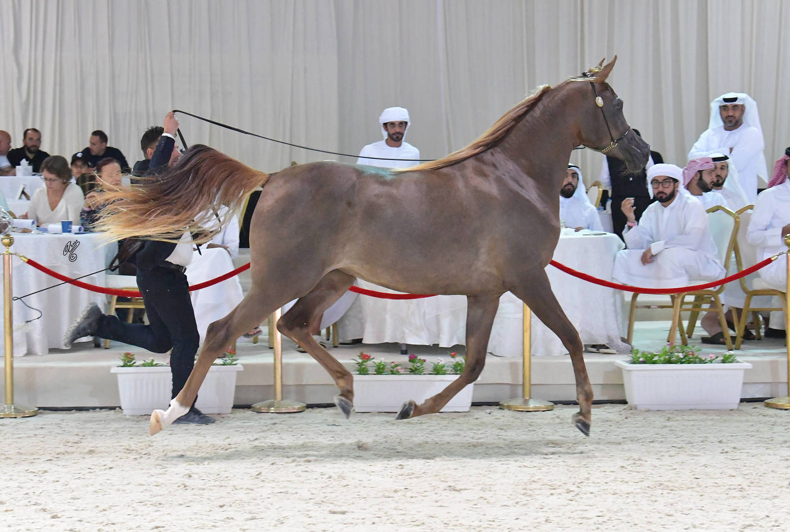 Fillies 2 Years: Awashat Alfalah 