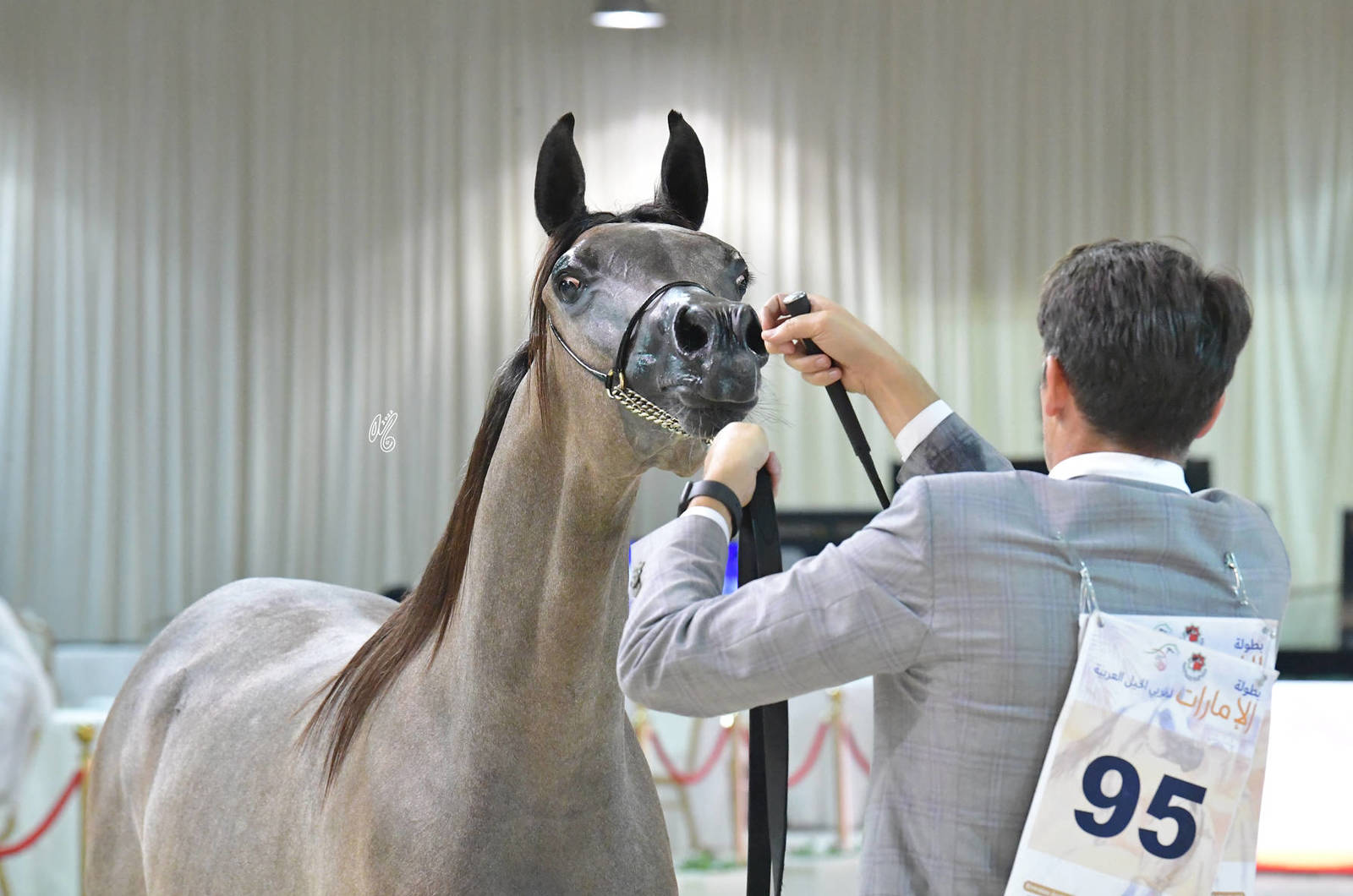 Yearling Filly: S.L. Ajayeb 