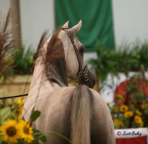 Baanderos - Baanderos
Jr. Champion Colt