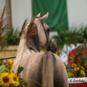 Baanderos - Baanderos
Jr. Champion Colt