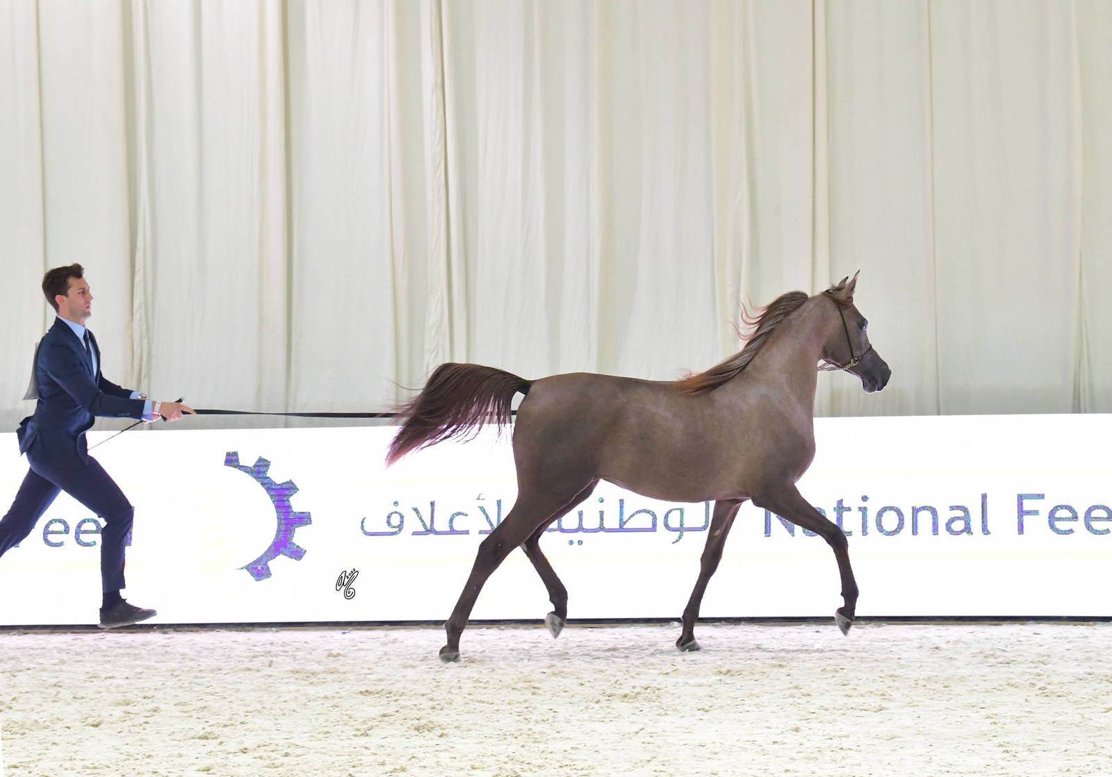 Yearling Filly: JA Mothhela Aljazeera 