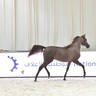 Yearling Filly: JA Mothhela Aljazeera 