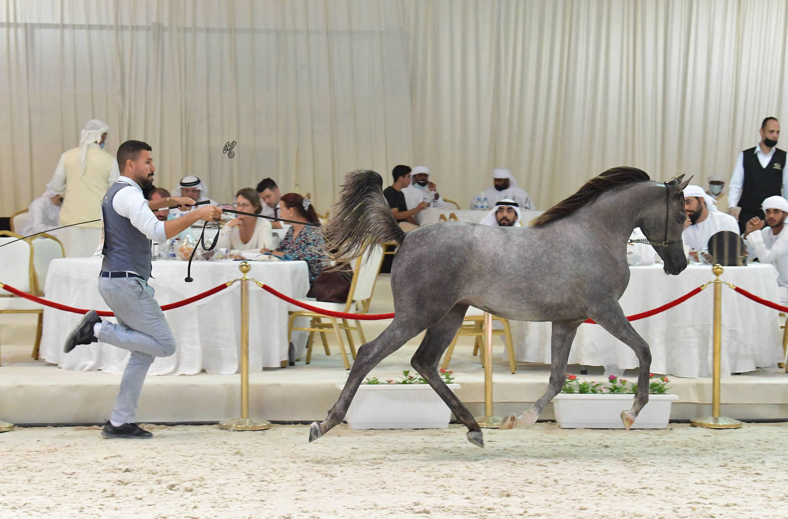 Yearling Filly: Al Khazamiah
