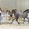 Yearling Filly: Al Khazamiah