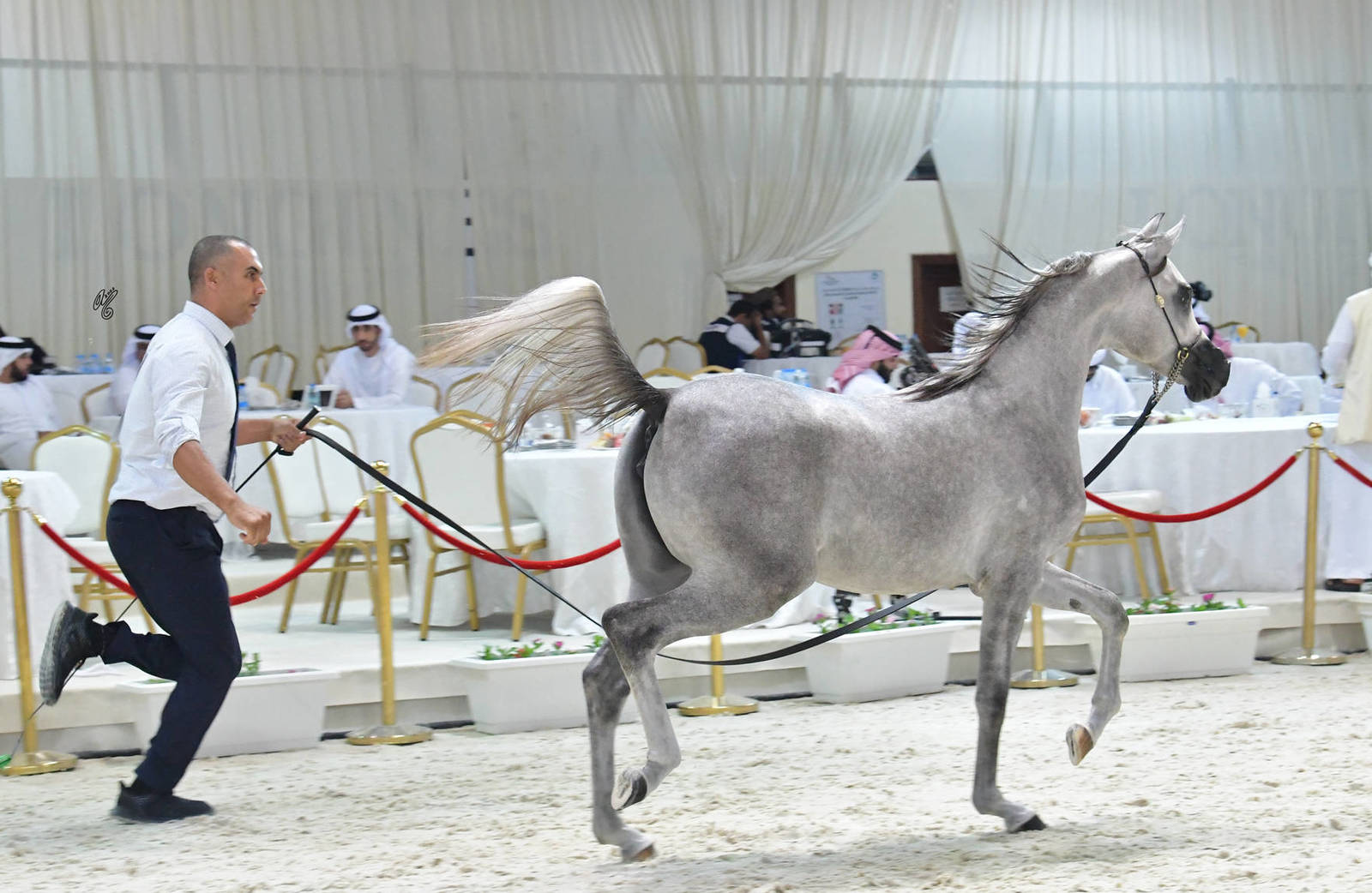 Yearling Filly: J.M.H Ahaleel