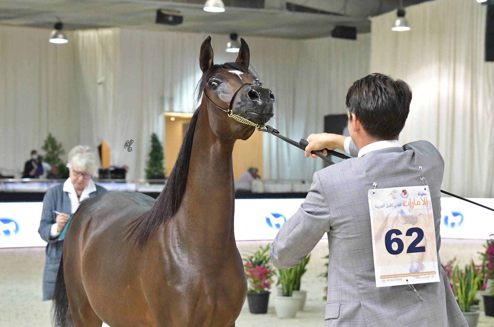 Yearling Filly: SG Hulwah 