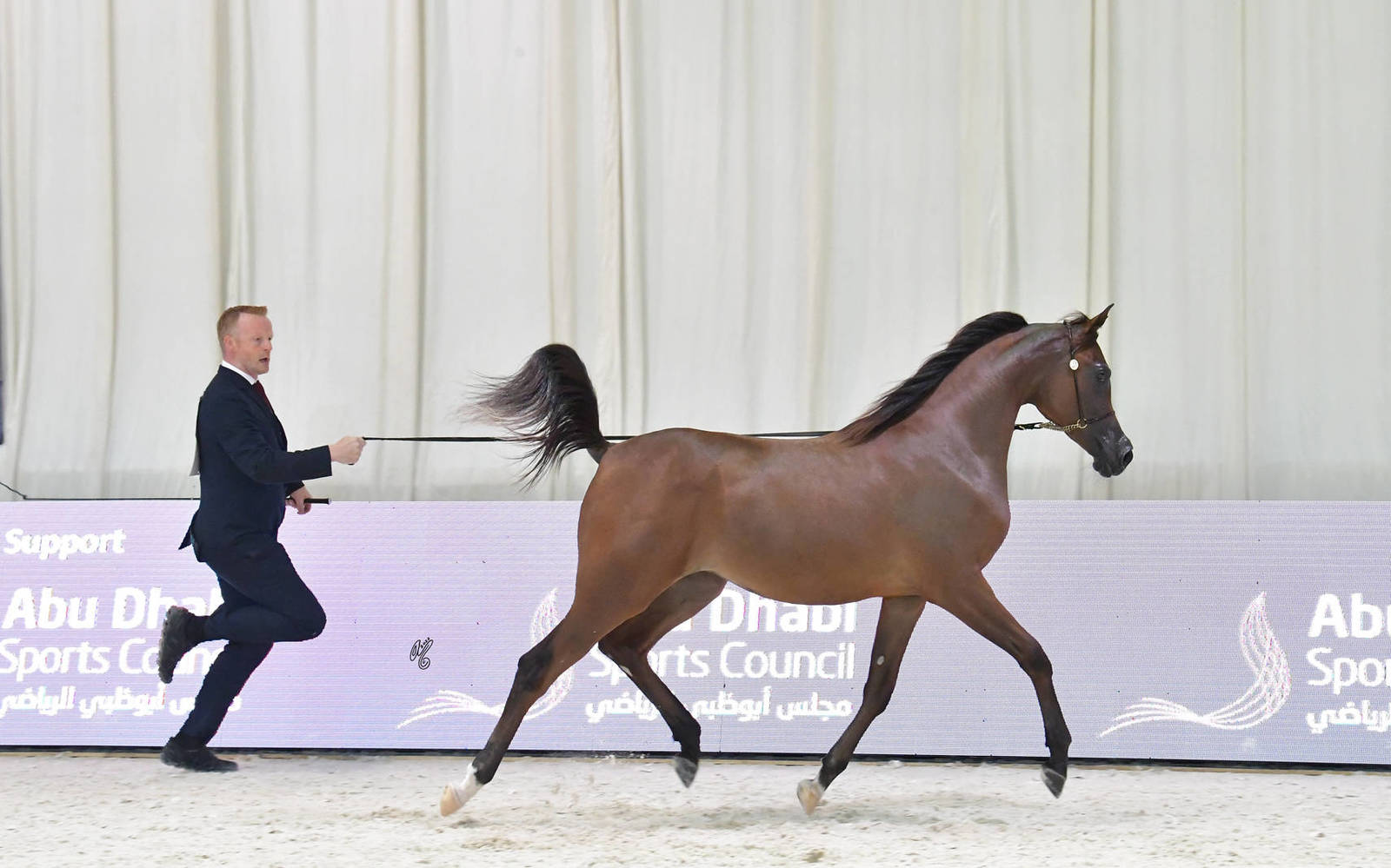 Yearling Filly: JS Queen 