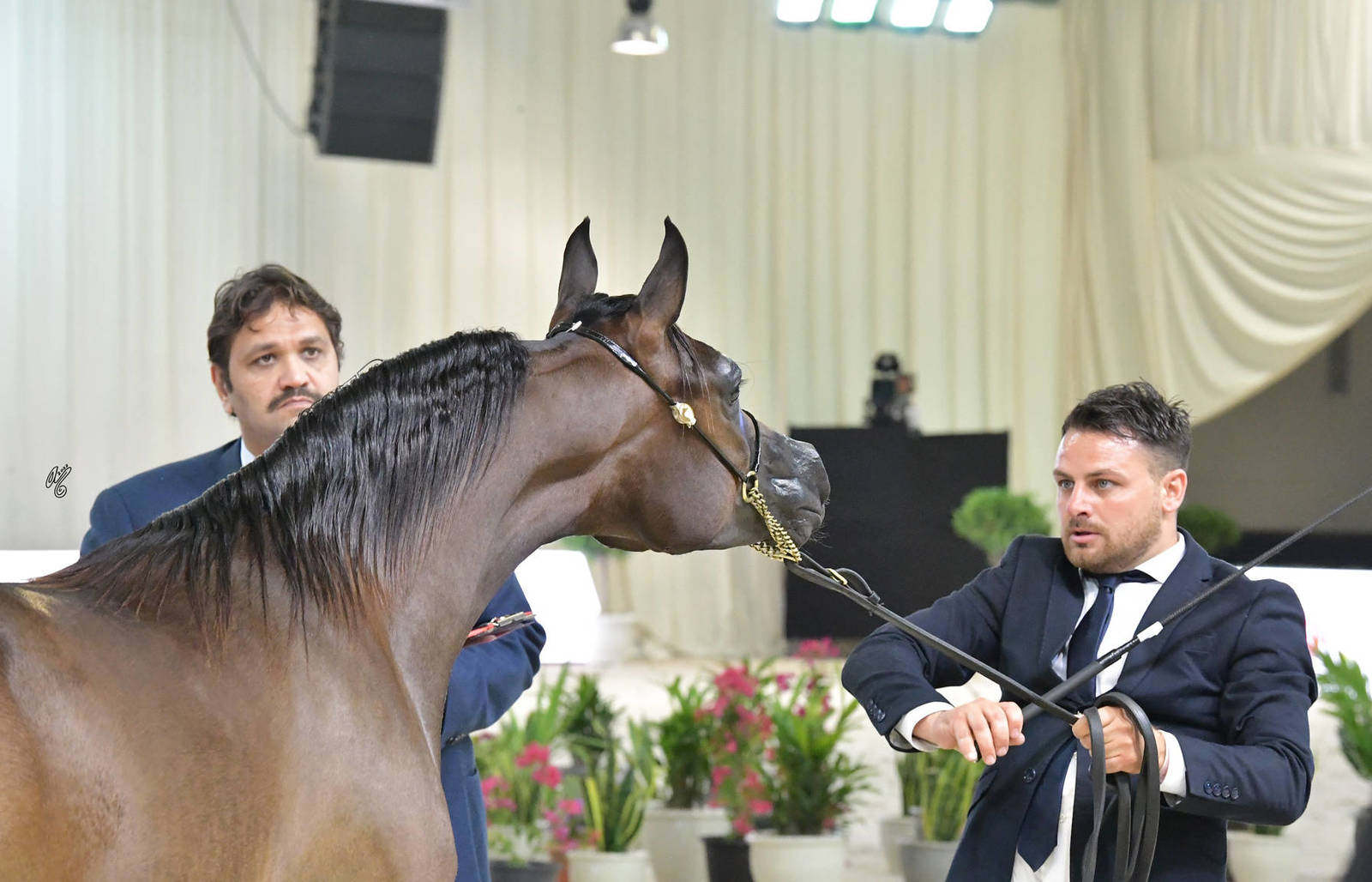 Yearling Filly: Sama Betran