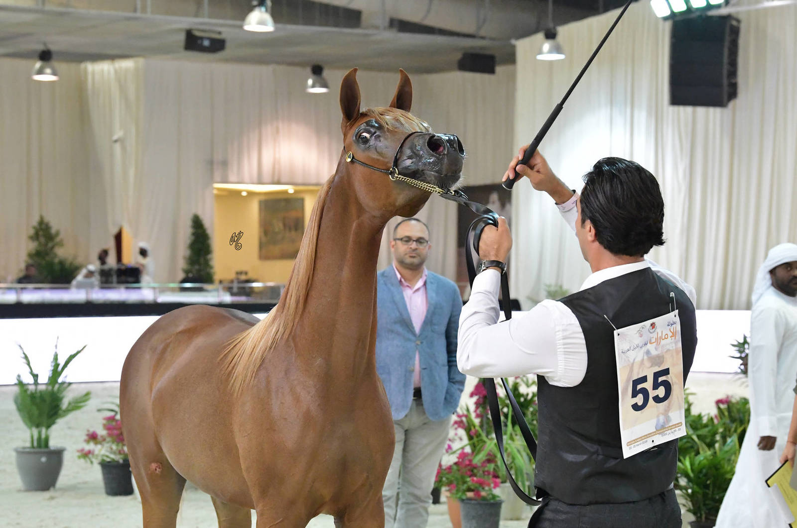 Yearling Filly: Ballorat Alabadla 