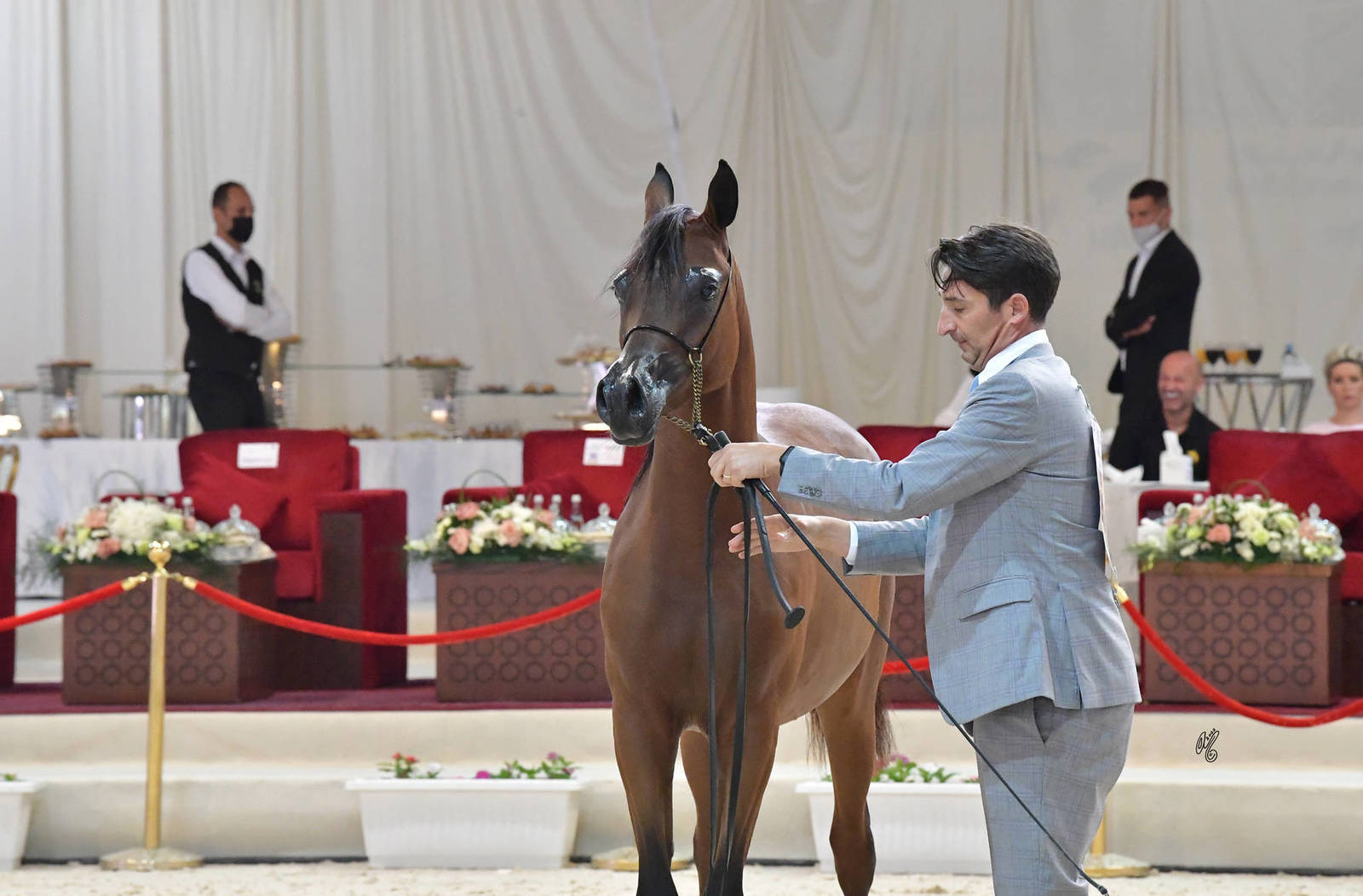 Yearling Filly: M.O Fareeda 