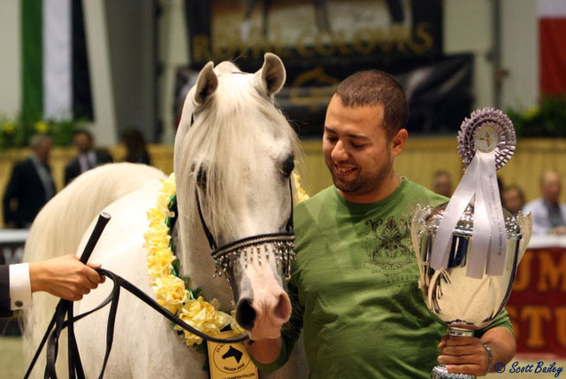 Imperial Baarez - Imperial Baarez
Reserve Champion Stallion with owner Ahmed Soliman