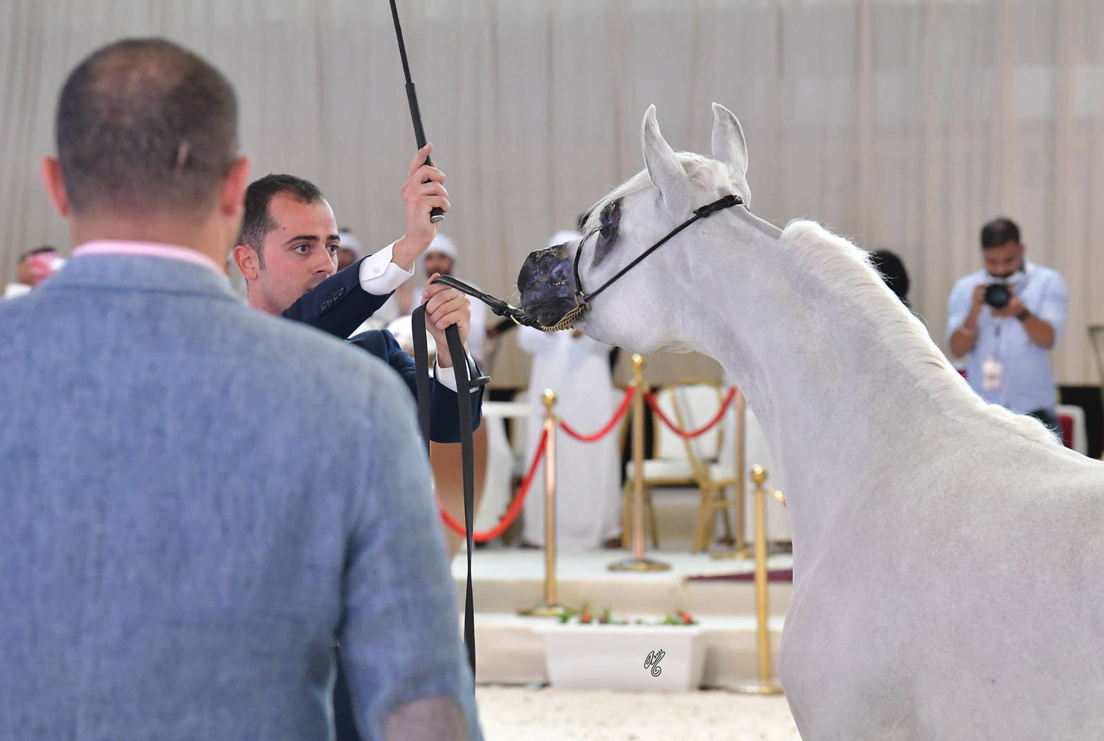 Yearling Filly: AJH Miral 