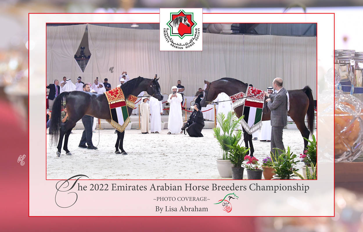 Lisa Abraham: The 2022 Emirates Arabian Horse Breeders Championship