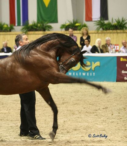 Marwan Al Shaqab - Marwan Al Shaqab
Champion Stallion