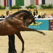 Marwan Al Shaqab - Marwan Al Shaqab
Champion Stallion