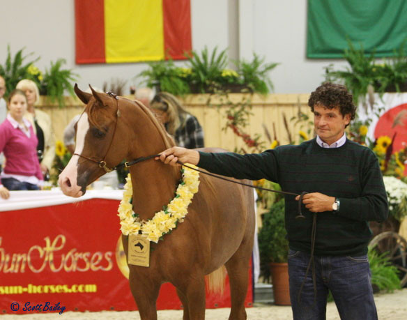Ali Moniscione - Ali Moniscione
Reserve Jr. Champion Colt, owned and bred by Azienda Agricola Buzzi, Giancarlo