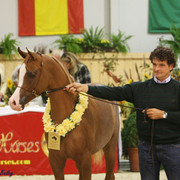 Ali Moniscione - Ali Moniscione
Reserve Jr. Champion Colt, owned and bred by Azienda Agricola Buzzi, Giancarlo