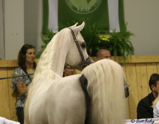 Richter - Richter - The Stallion Richter owned by Al Khaled Farm, Egypt