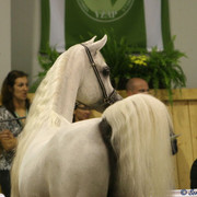 Richter - Richter - The Stallion Richter owned by Al Khaled Farm, Egypt