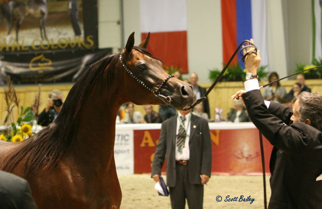 Marwan Al Shaqab - Marwan Al Shaqab
Champion Stallion