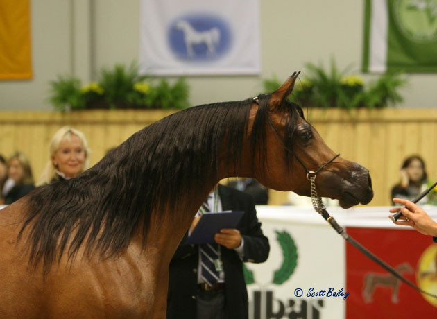 Pianisssima - Pianisssima
Champion Mare