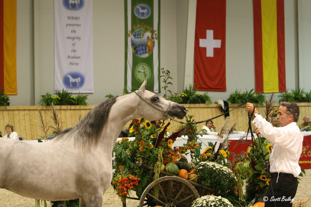 AHBA Myra - AHBA Myra
Reserve Champion Mare